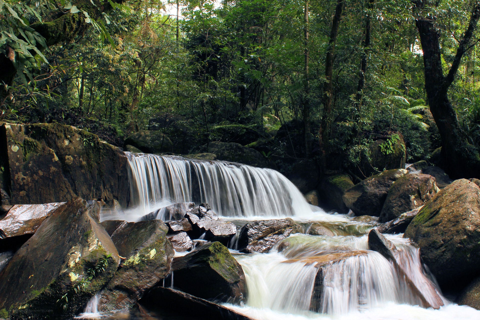 Waterfall in lush forest