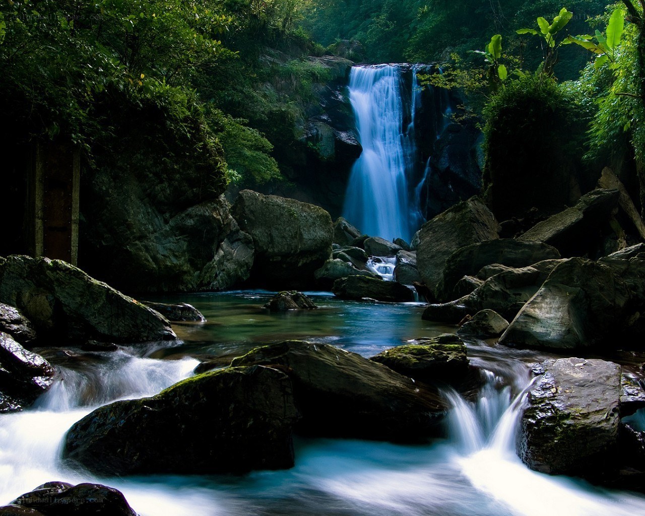 Waterfall in lush forest