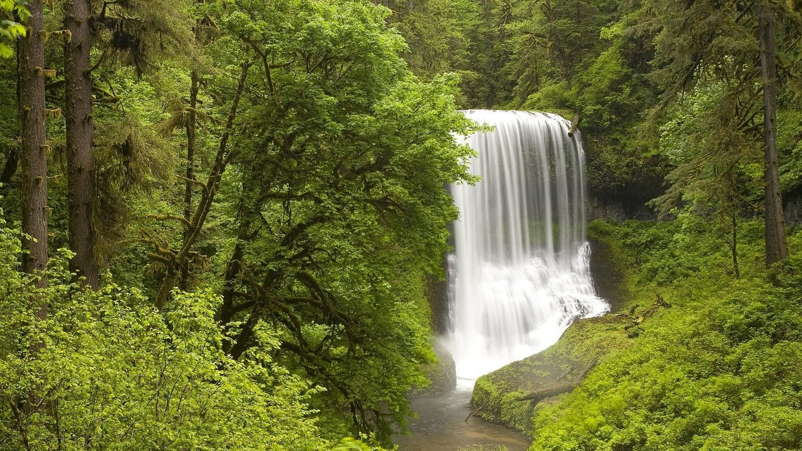 Waterfall in lush forest