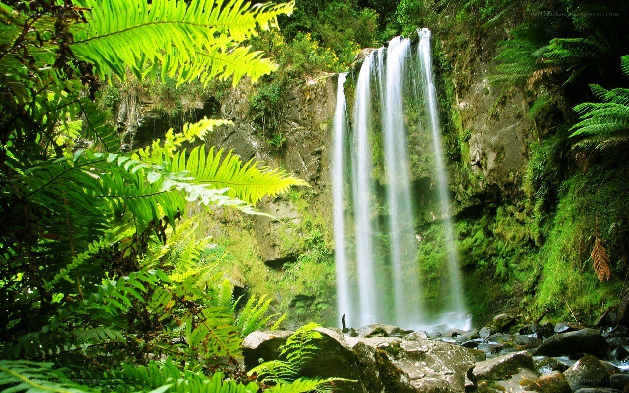 Waterfall in lush forest
