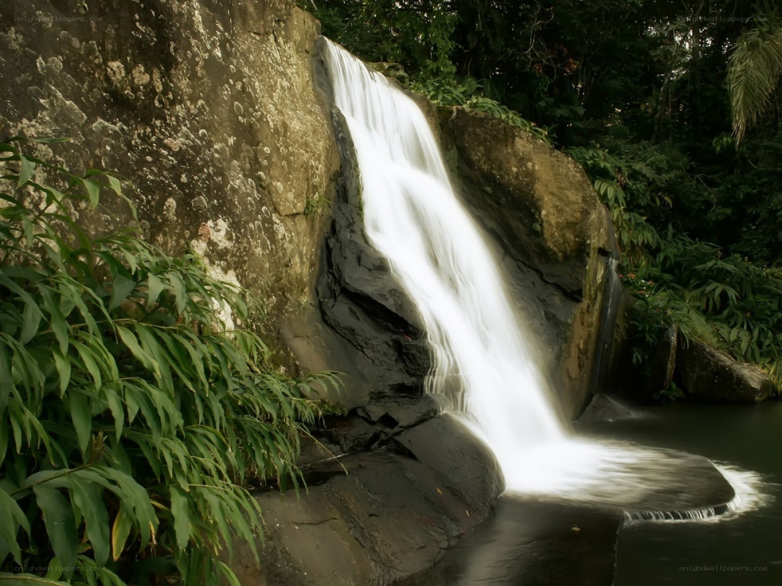 Waterfall in lush forest