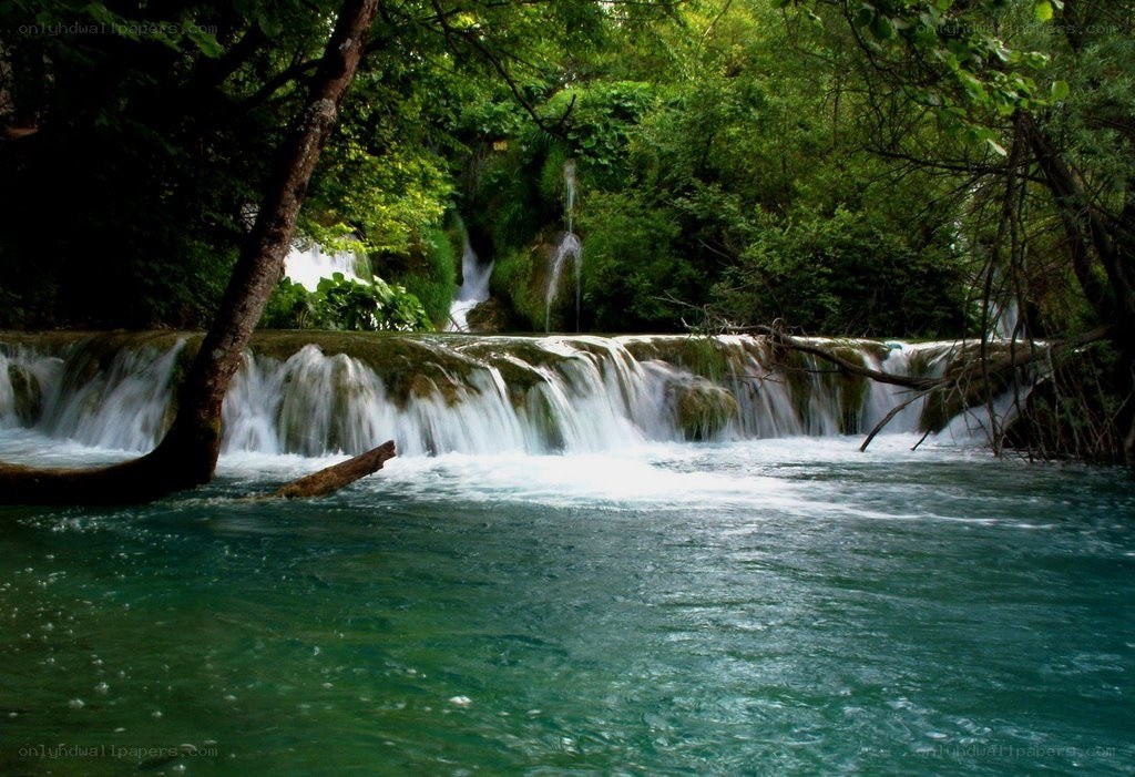 Waterfall in lush forest