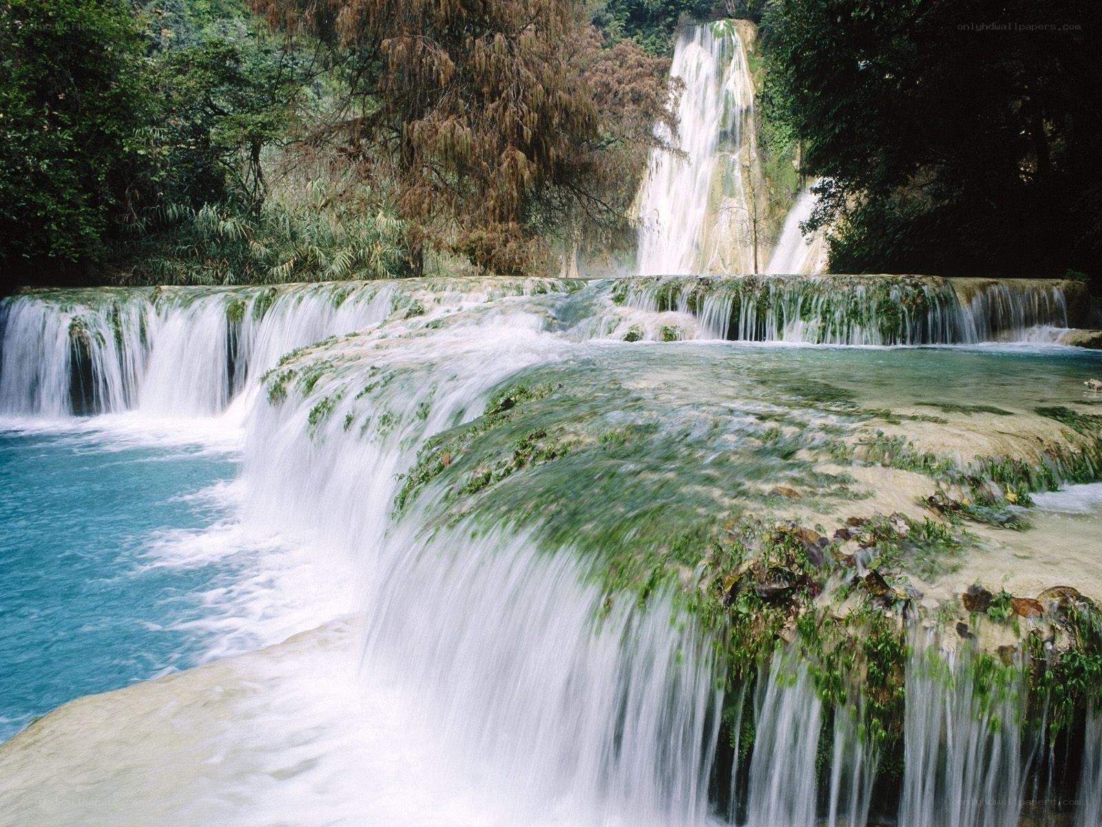 Waterfall in lush forest