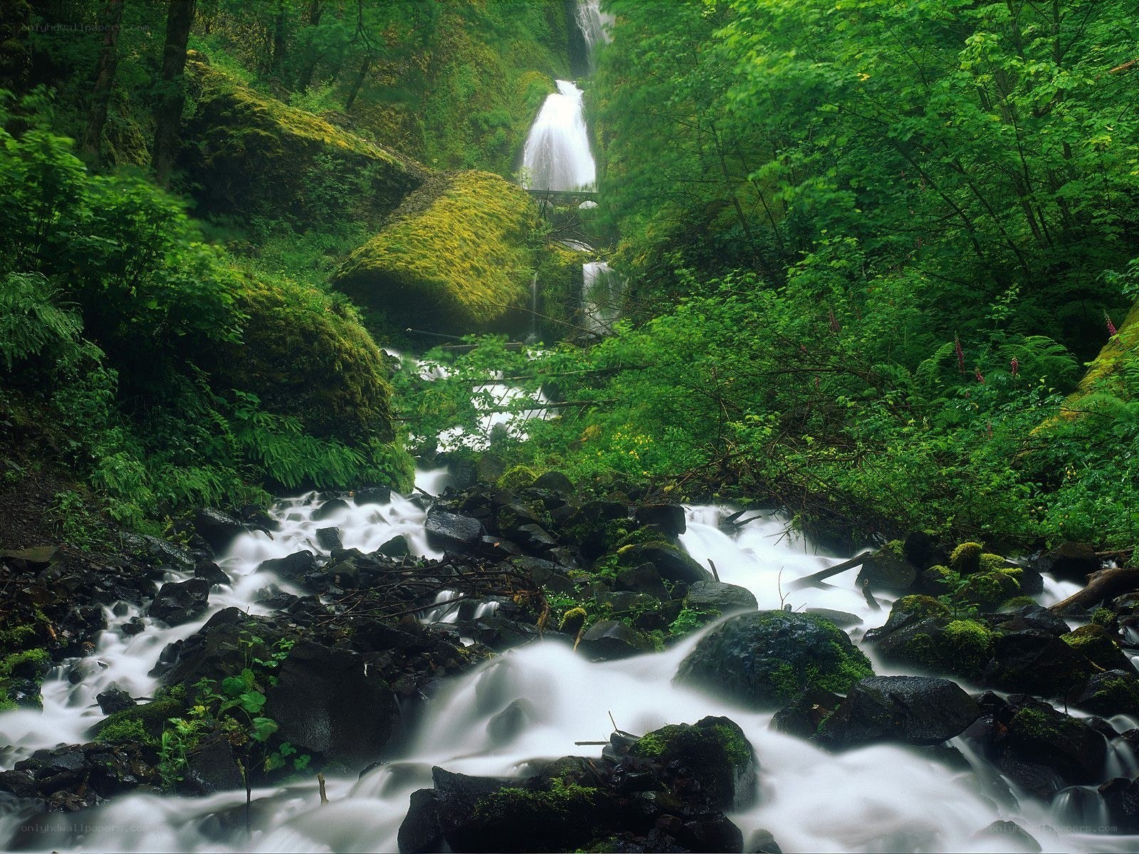 Waterfall in lush forest