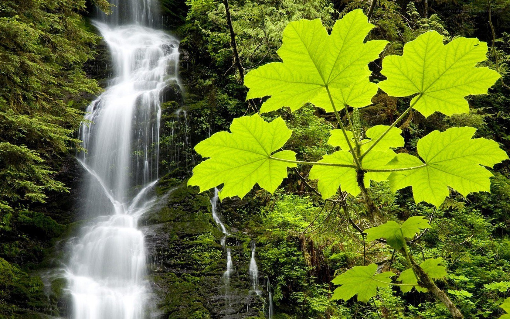 Waterfall in lush forest