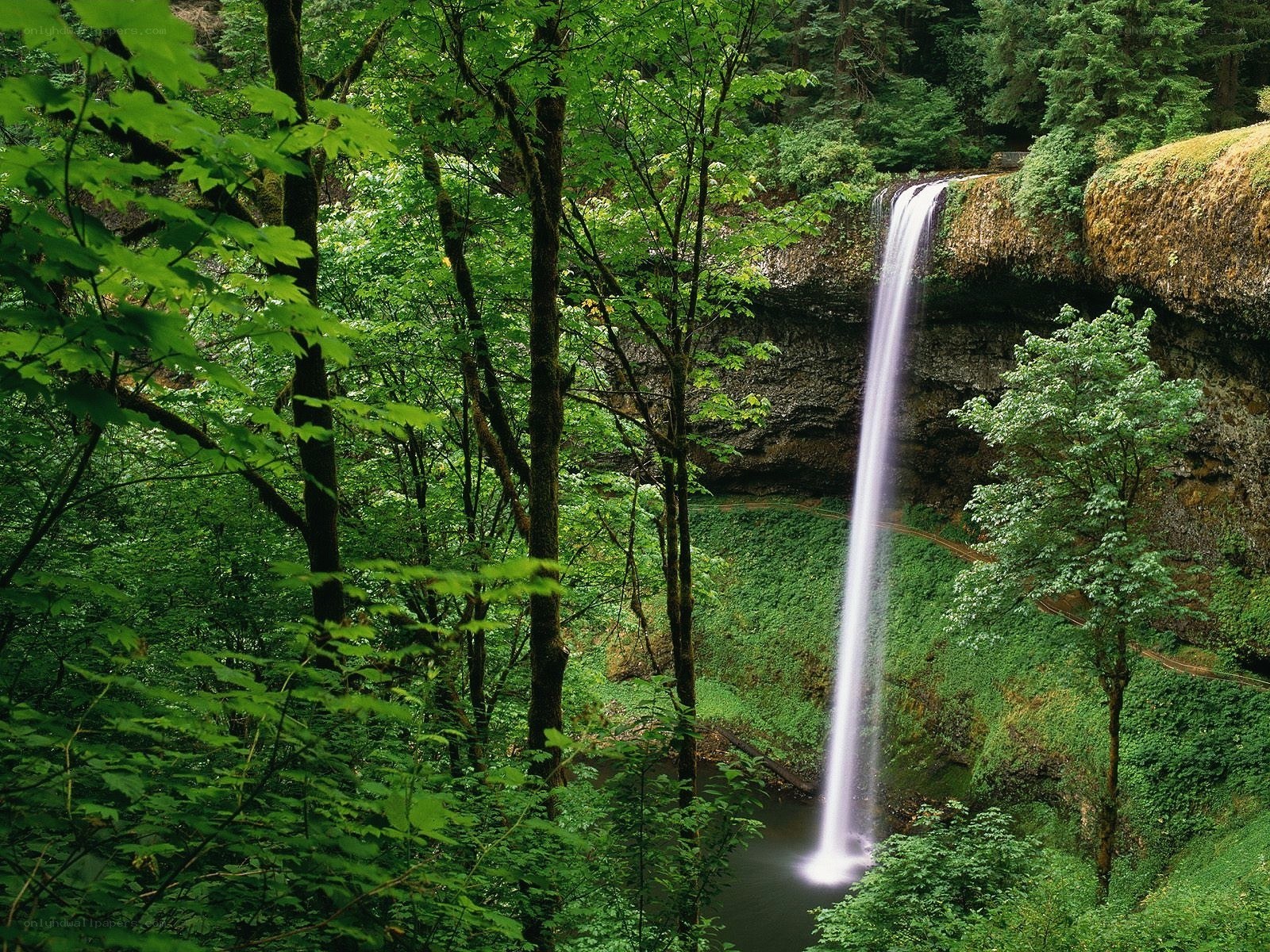 Waterfall in lush forest