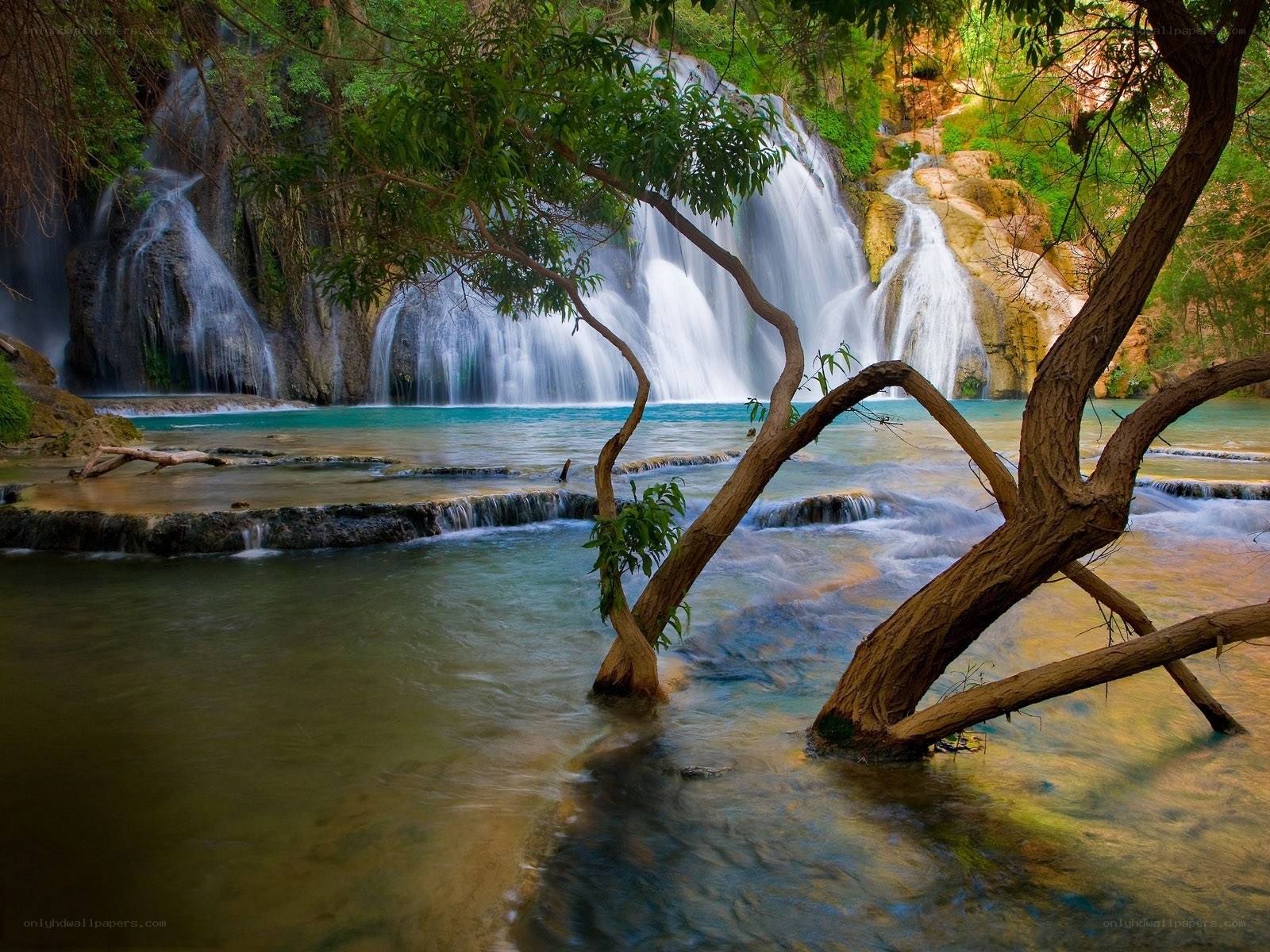 Waterfall in lush forest