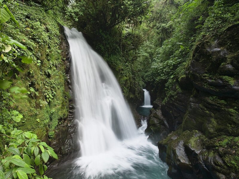 Waterfall in lush forest