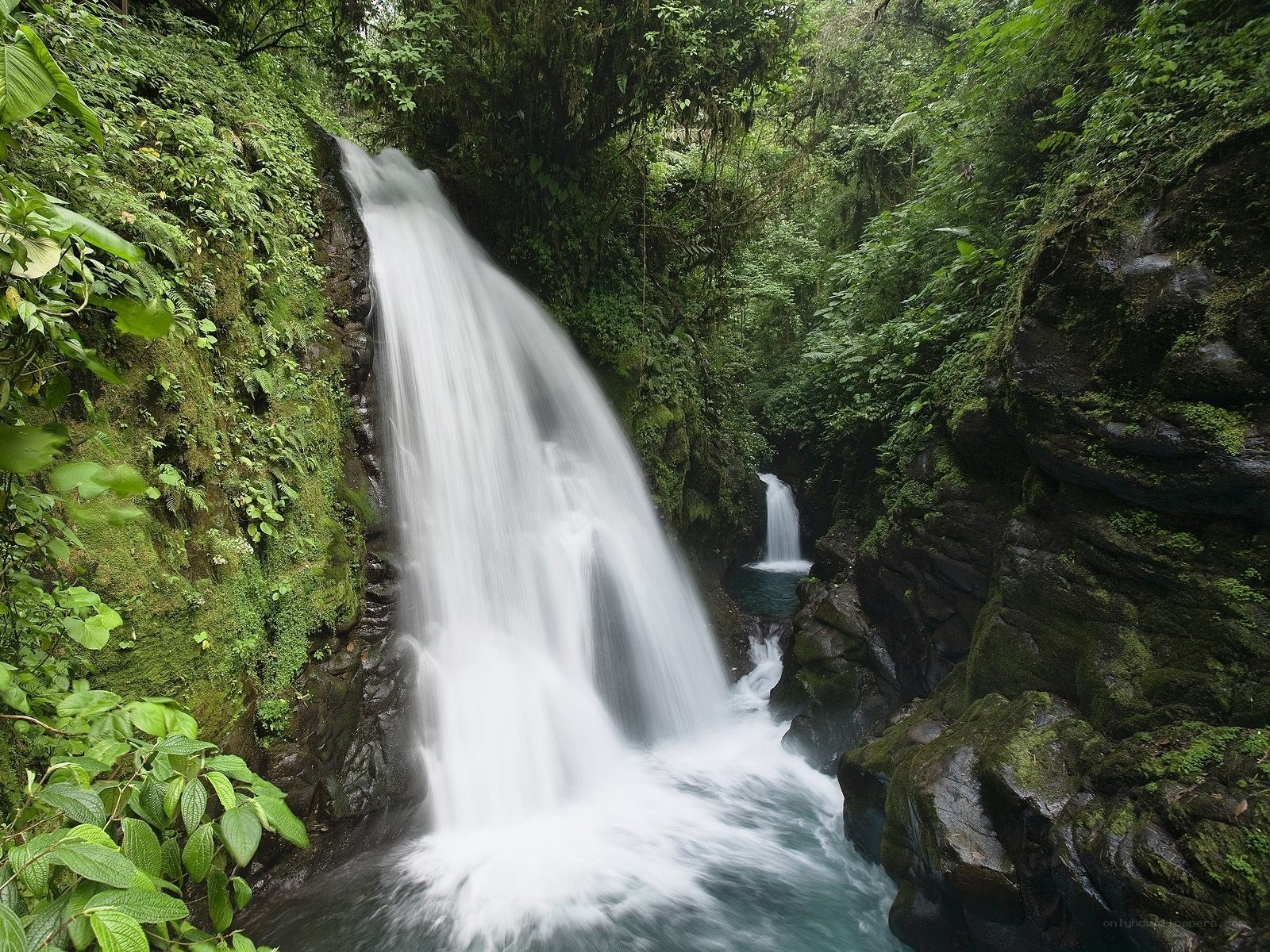 Waterfall in lush forest