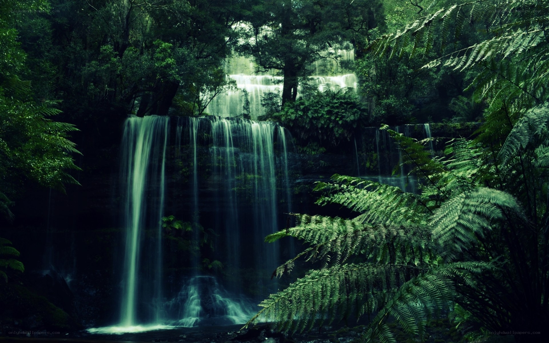 Waterfall in lush forest