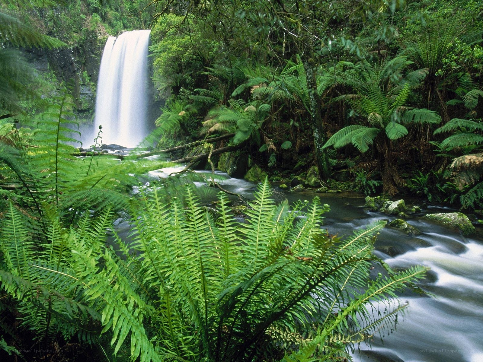 Waterfall in lush forest