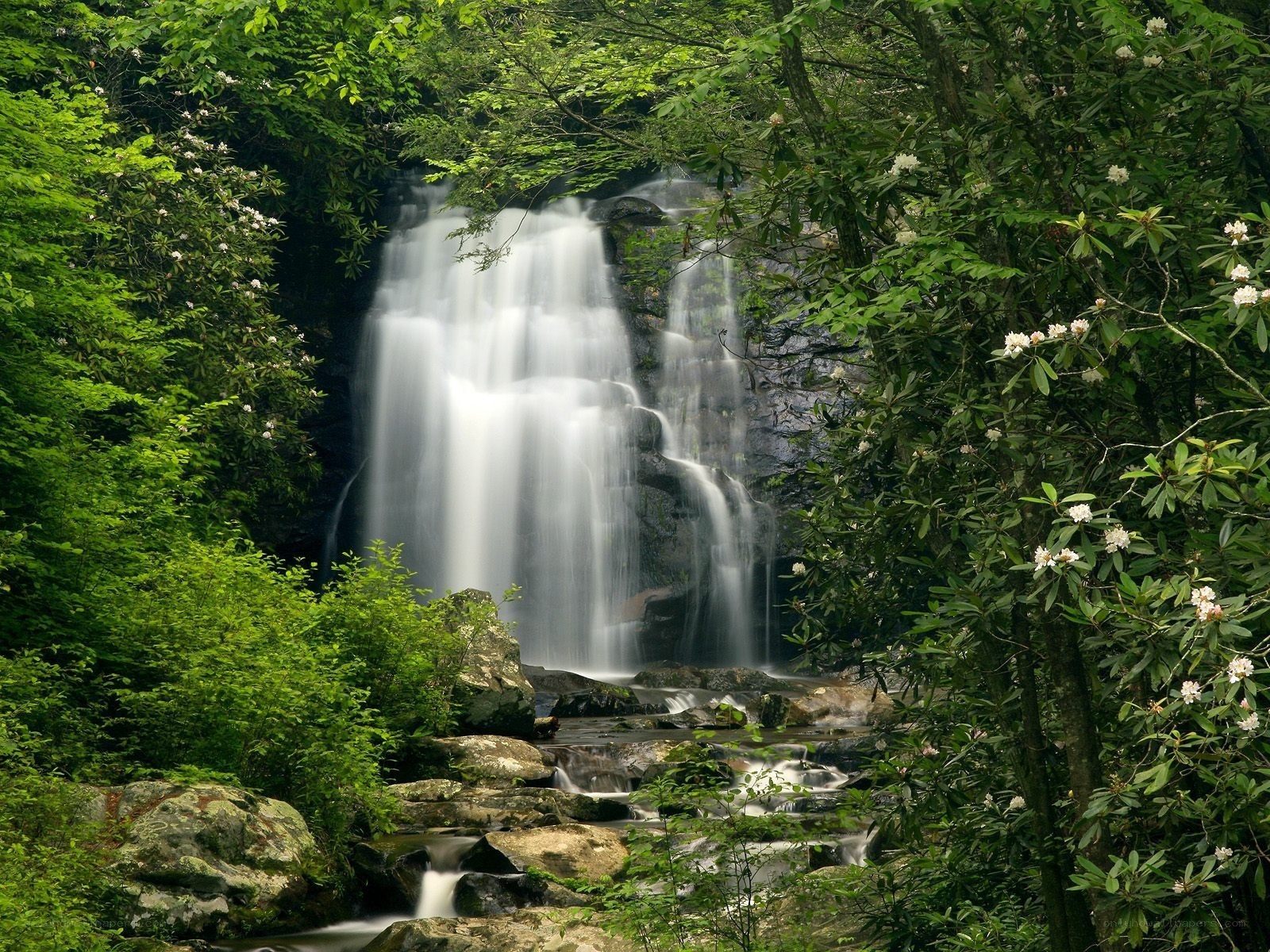 Waterfall in lush forest