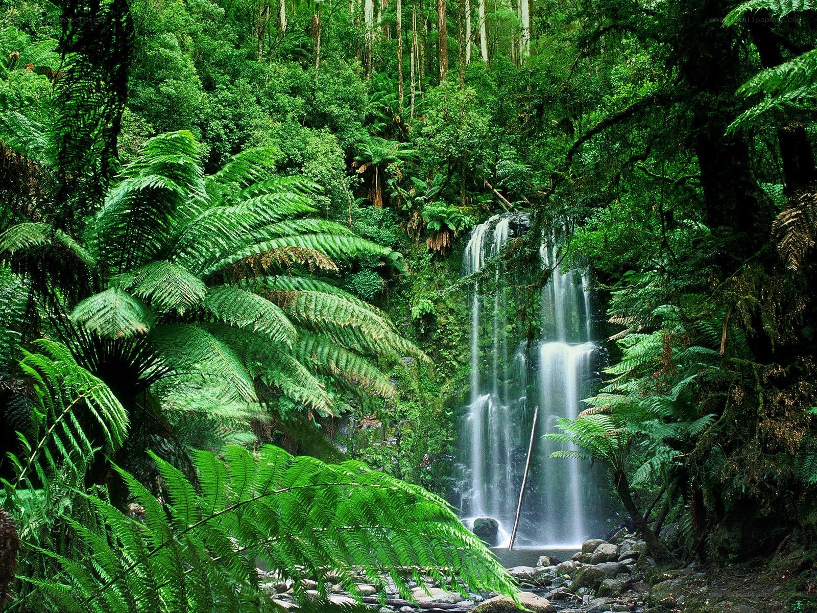 Waterfall in lush forest