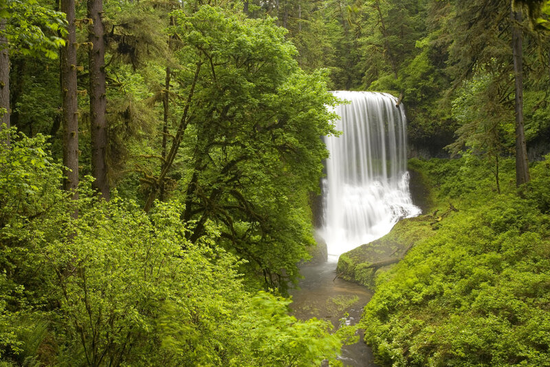 Waterfall in lush forest