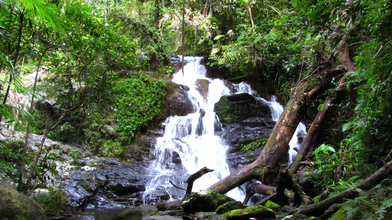 Waterfall in lush forest