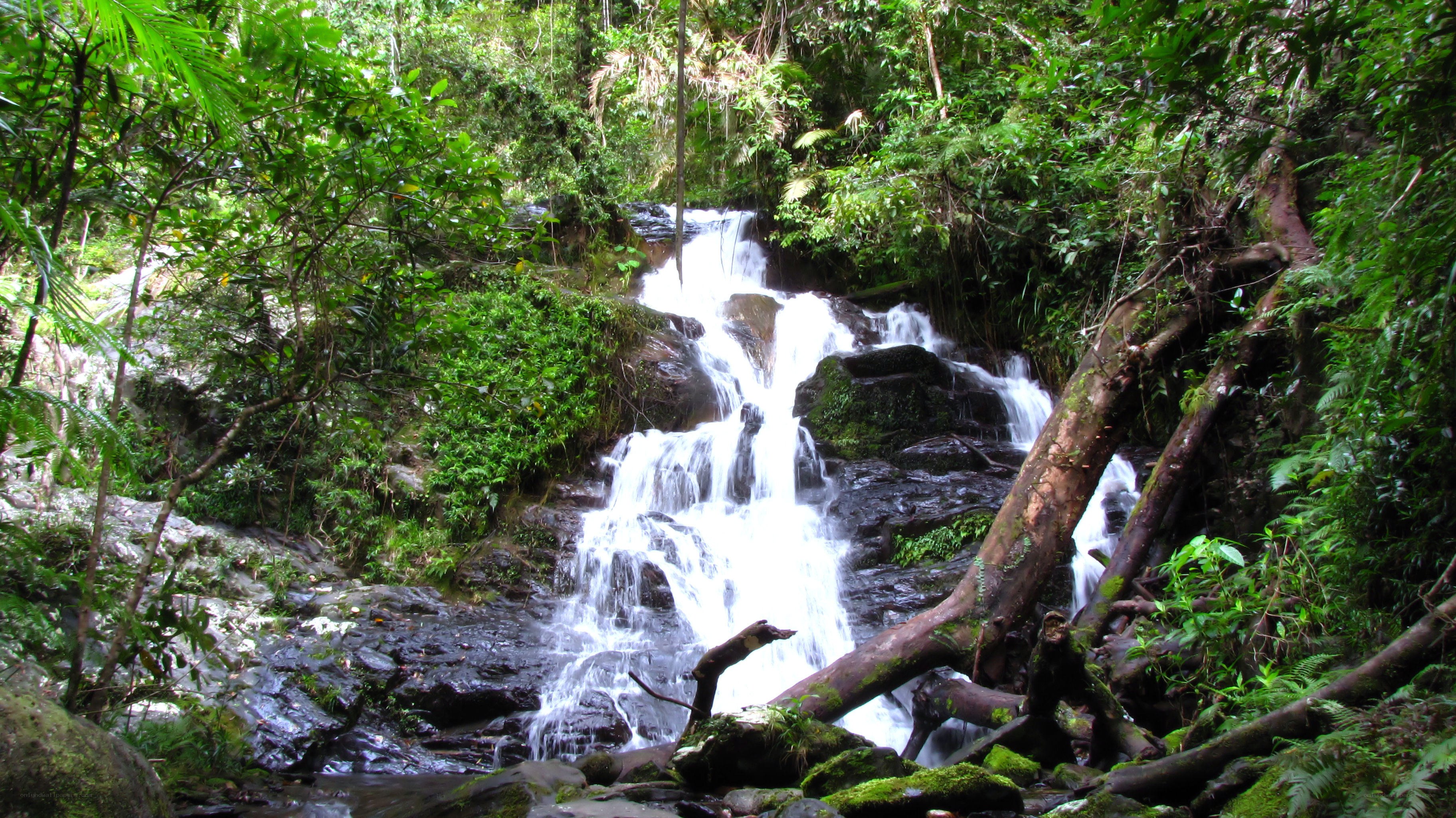 Waterfall in lush forest