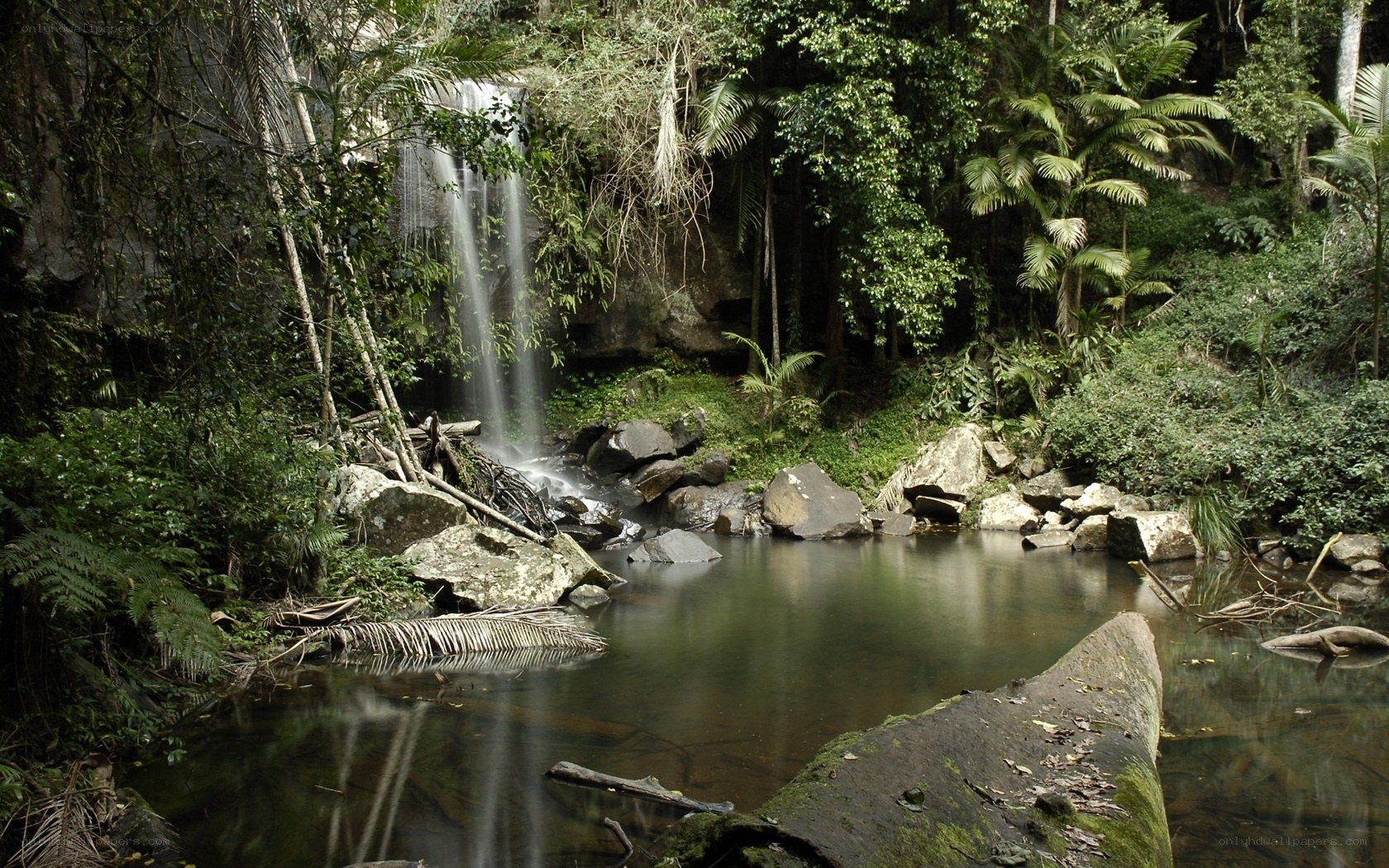 Waterfall in lush forest
