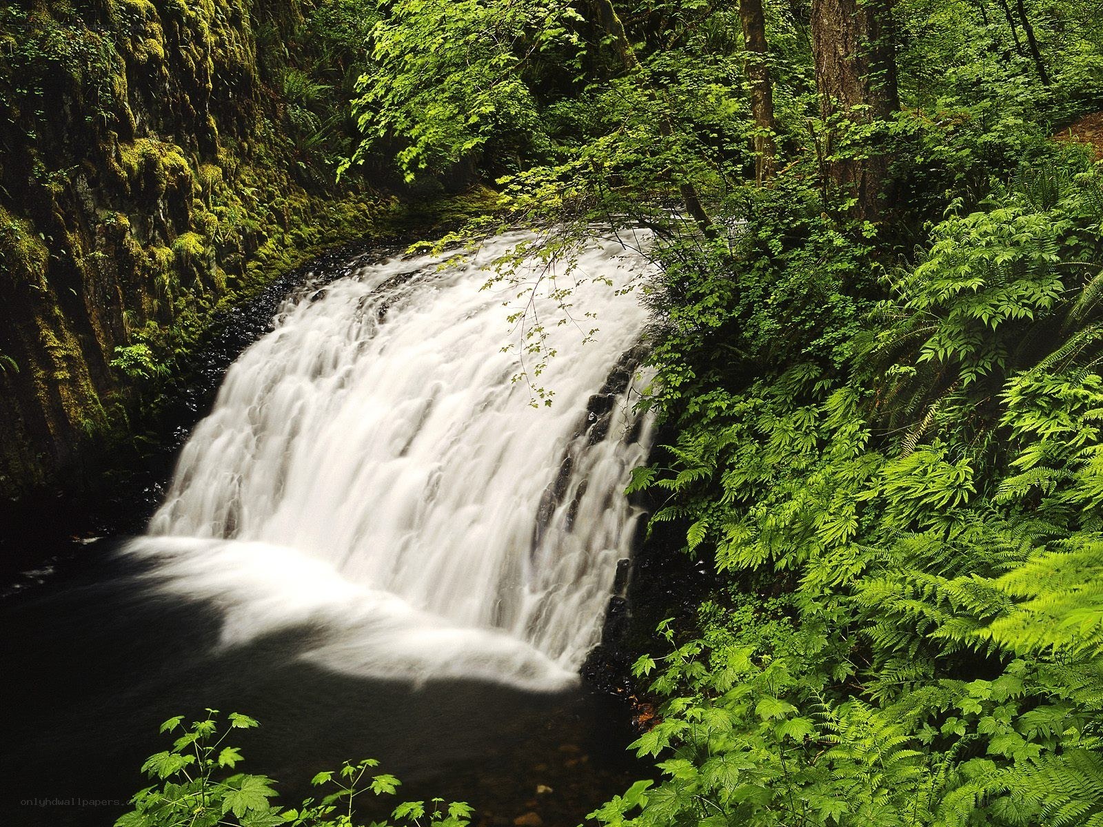 Waterfall in lush forest