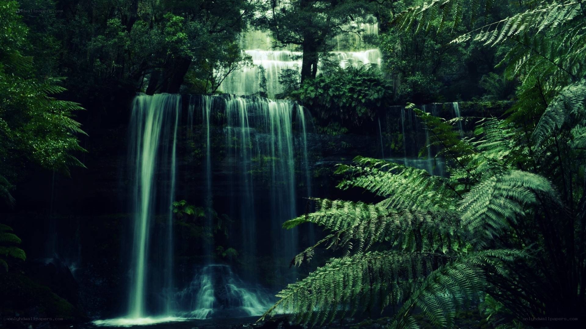 Waterfall in lush forest