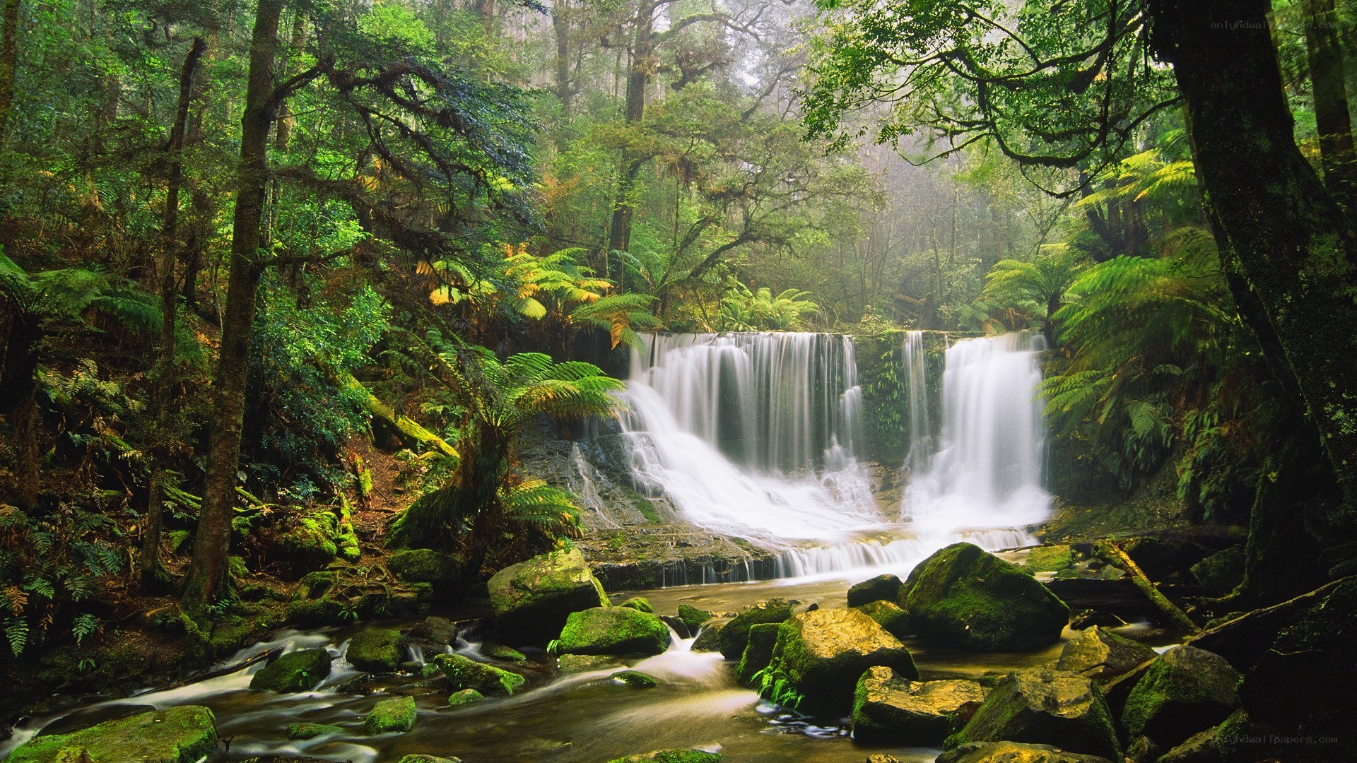 Waterfall in lush forest