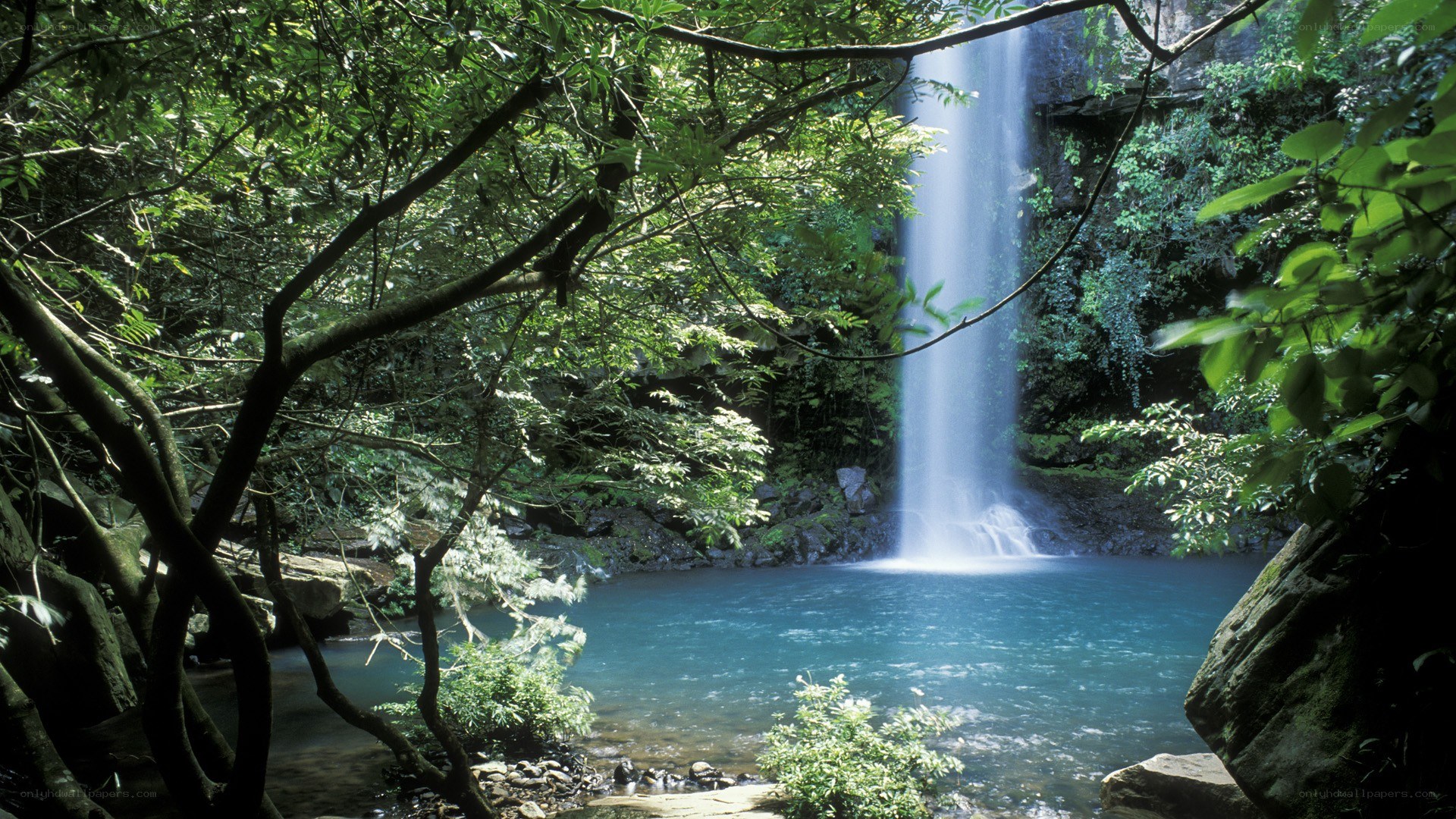 Waterfall in lush forest