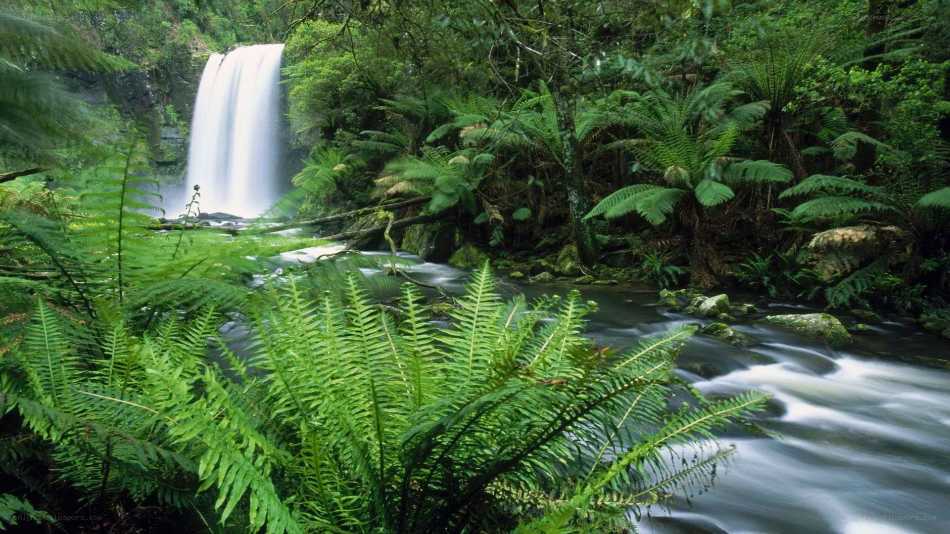 Waterfall in lush forest