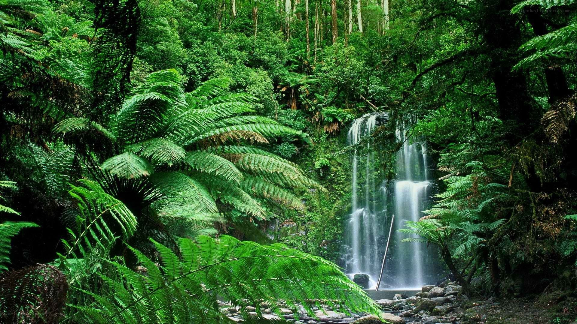 Waterfall in lush forest