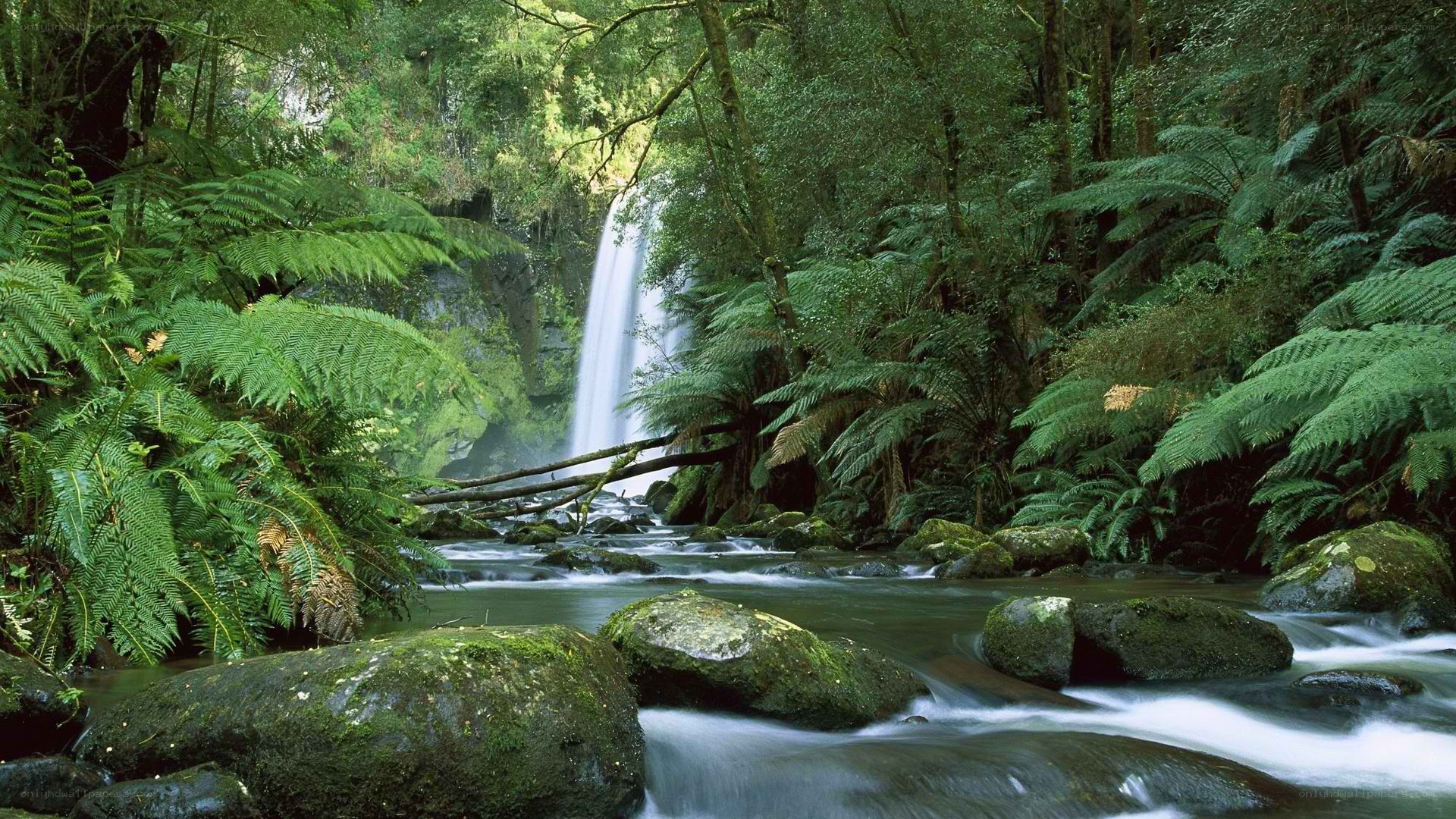 Waterfall in lush forest