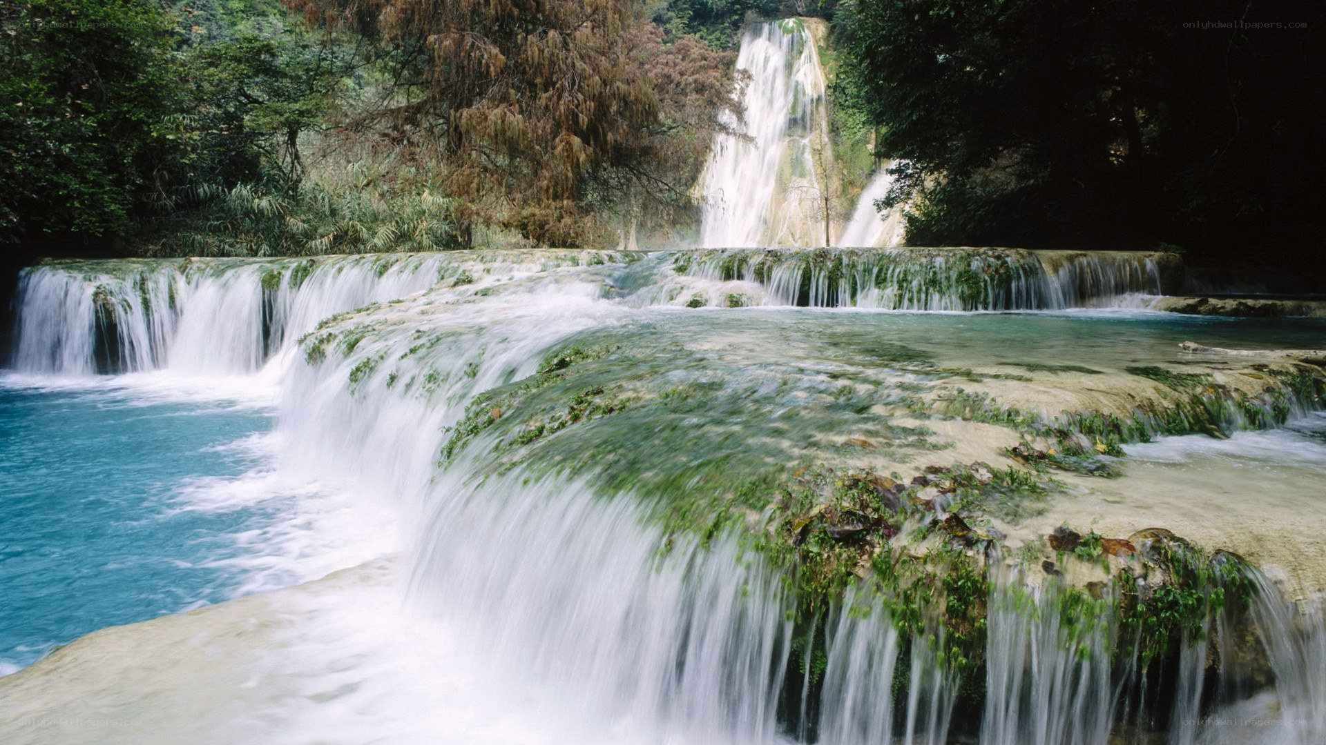 Waterfall in lush forest