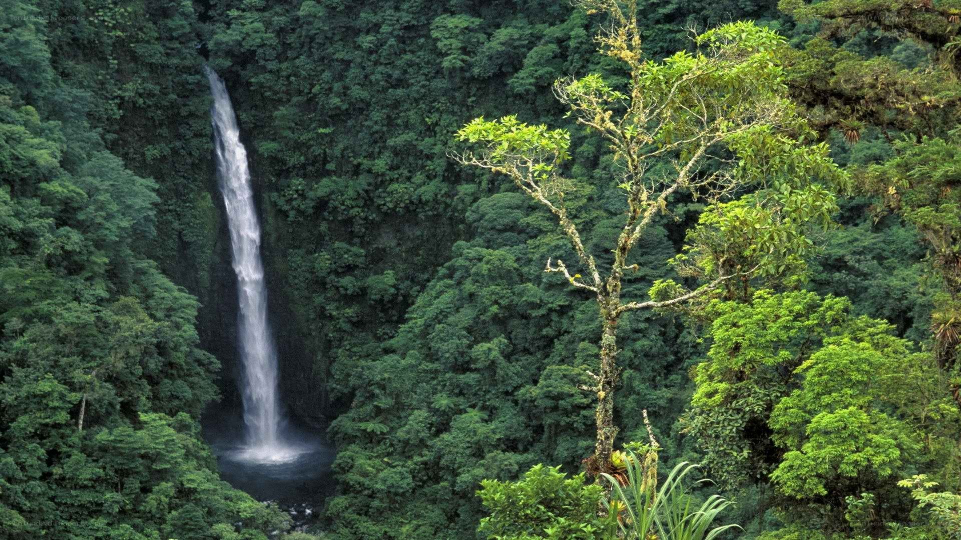 Waterfall in lush forest