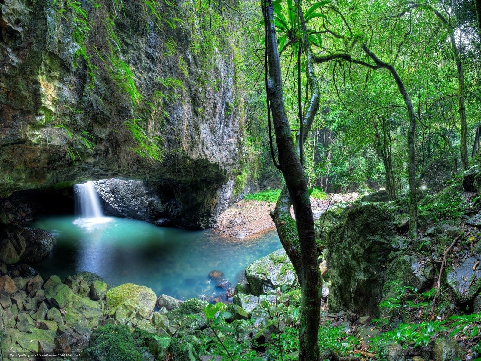 Waterfall in lush forest