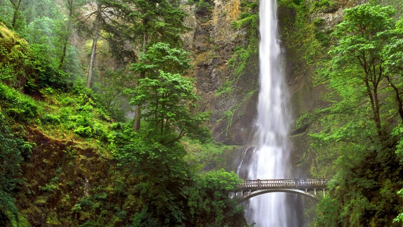 Waterfall in lush forest