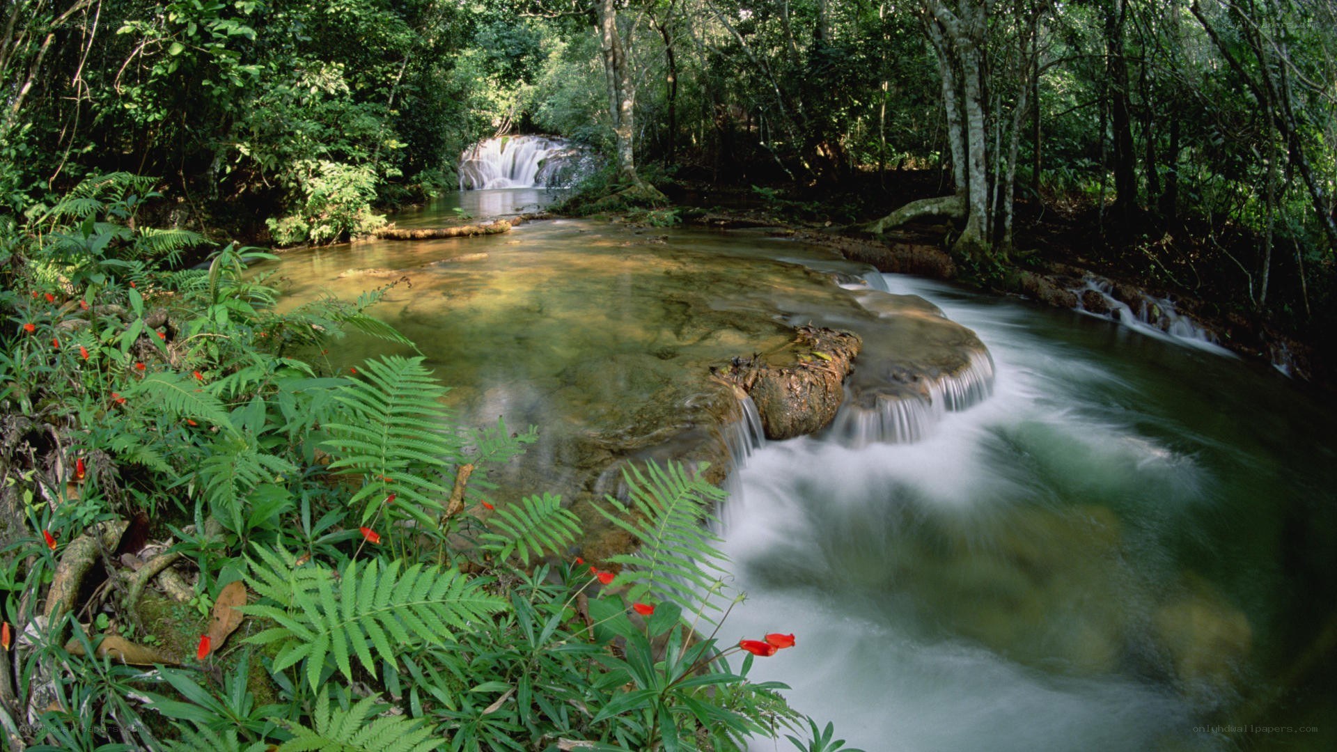 Waterfall in lush forest
