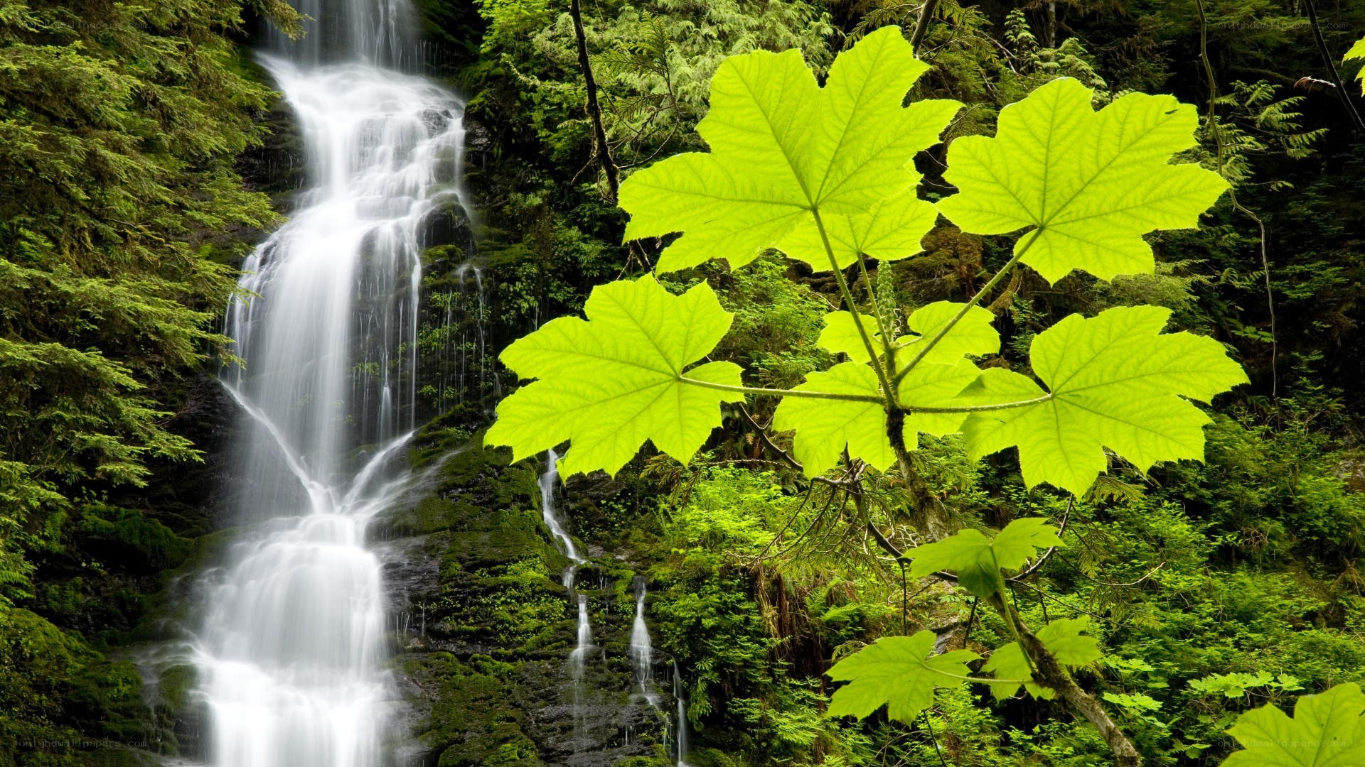 Waterfall in lush forest
