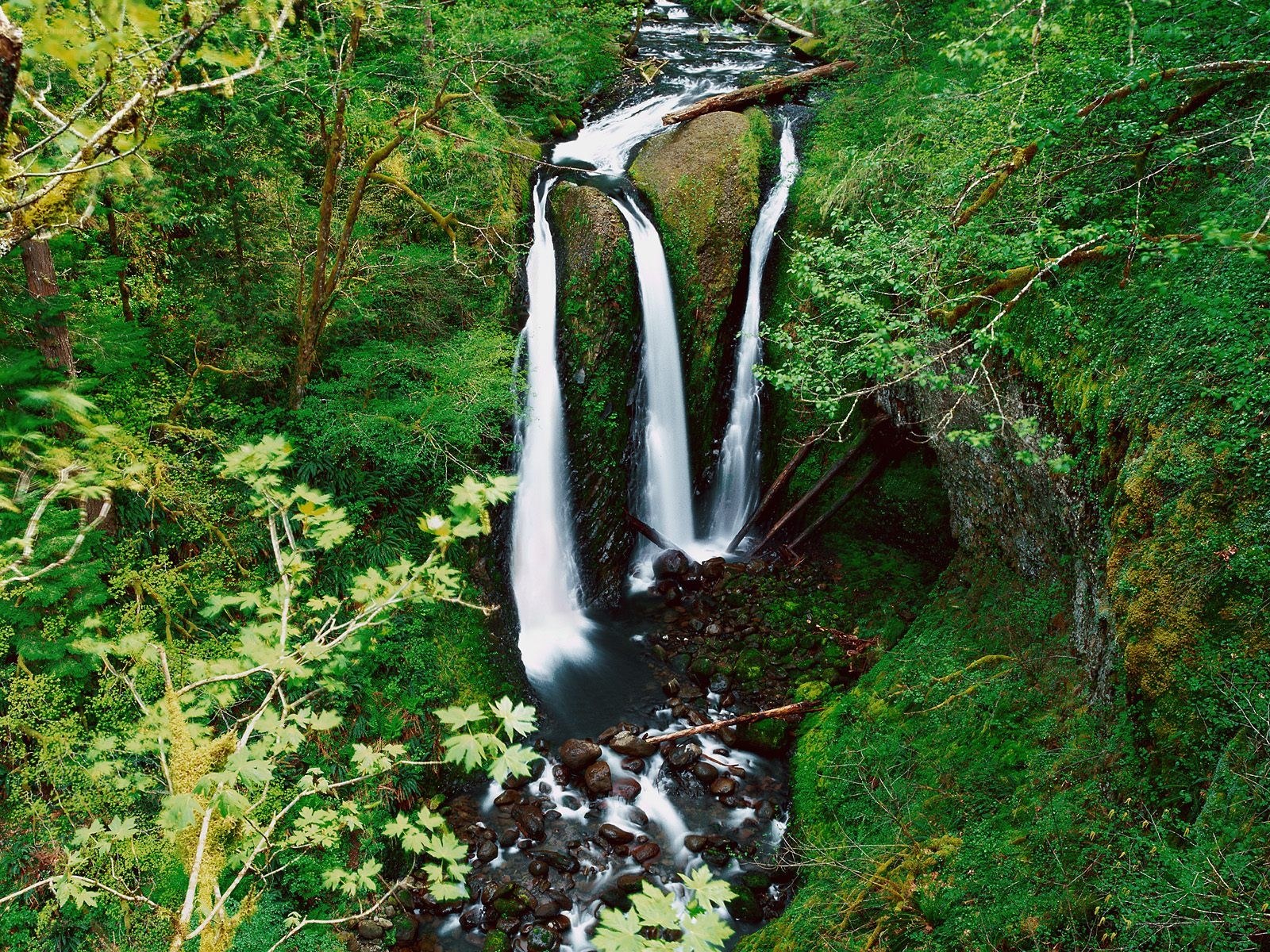 Waterfall in lush forest