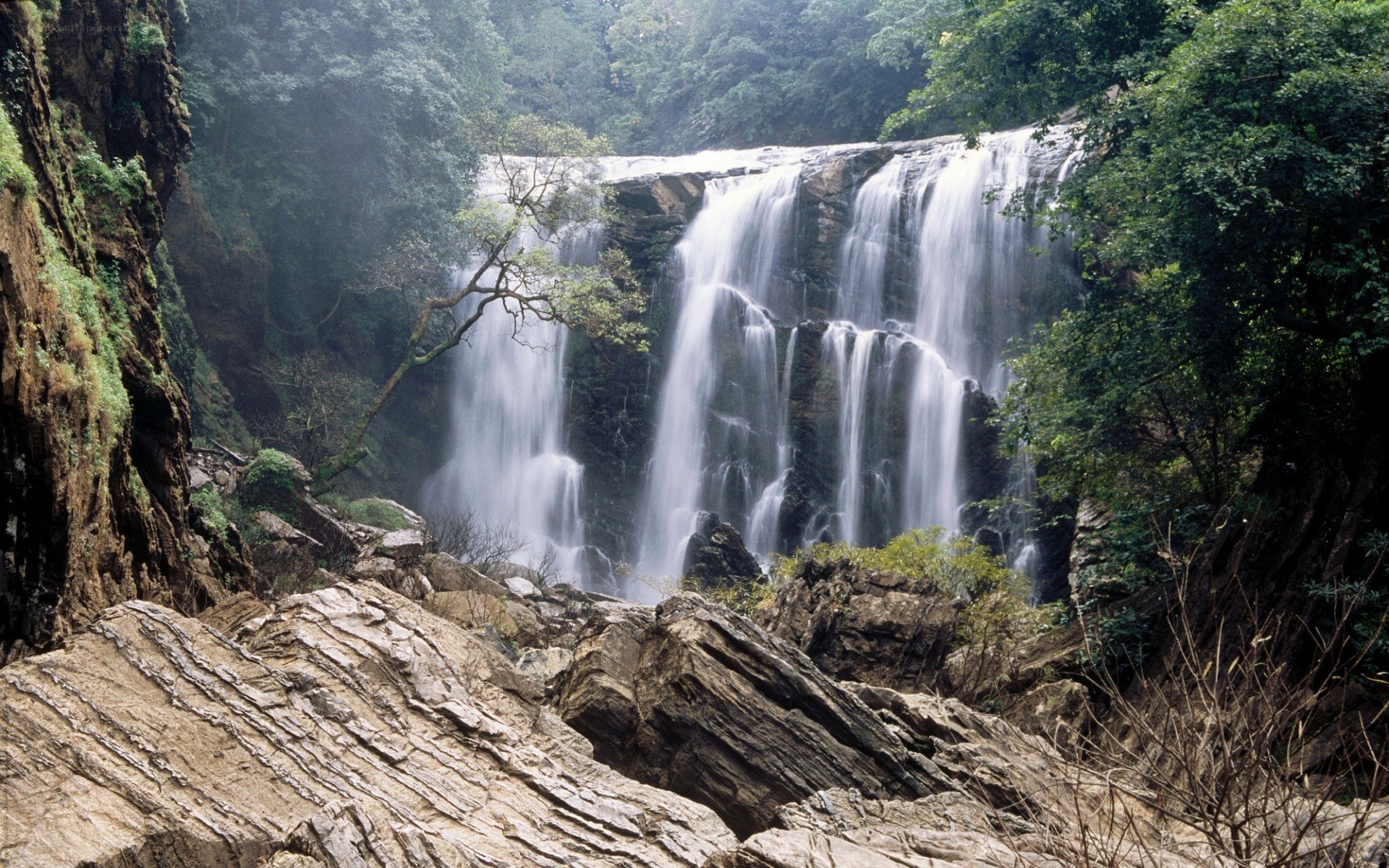 Waterfall in lush forest
