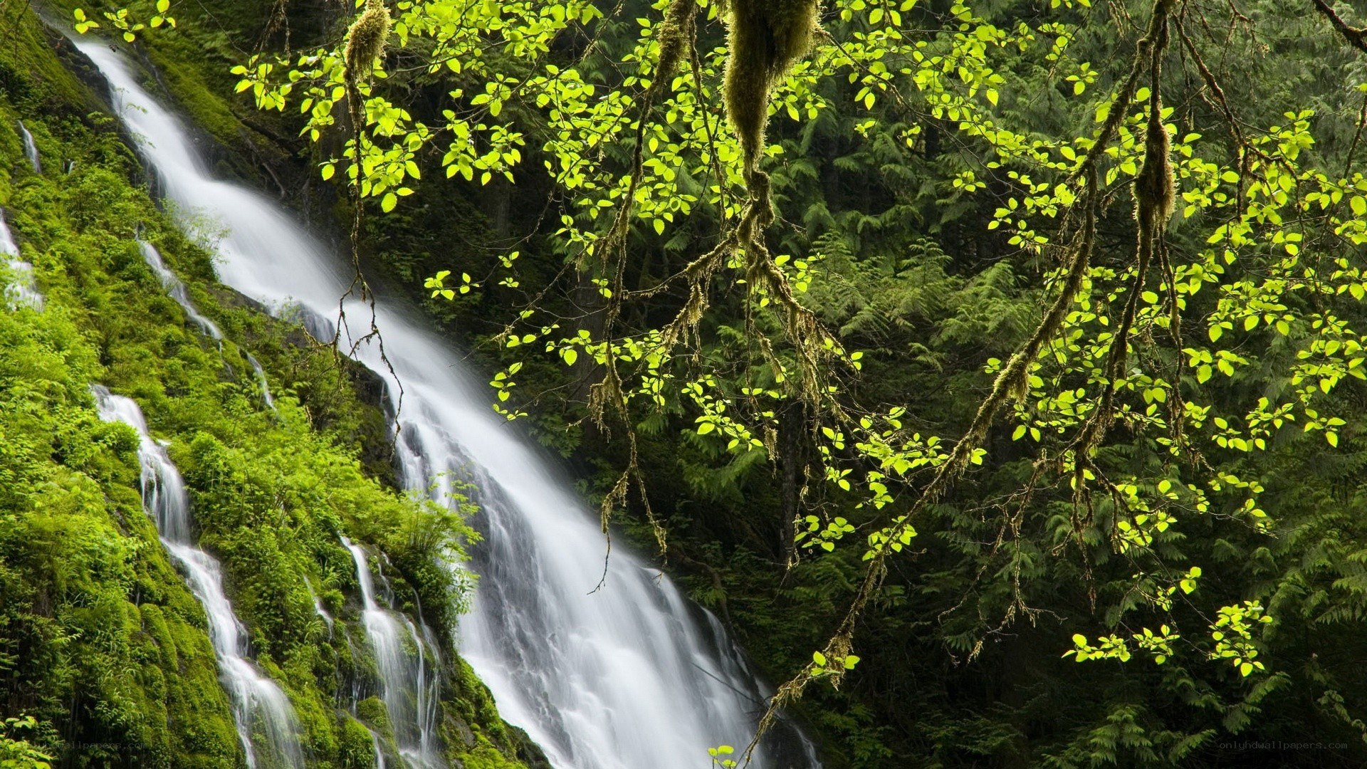 Waterfall in lush forest