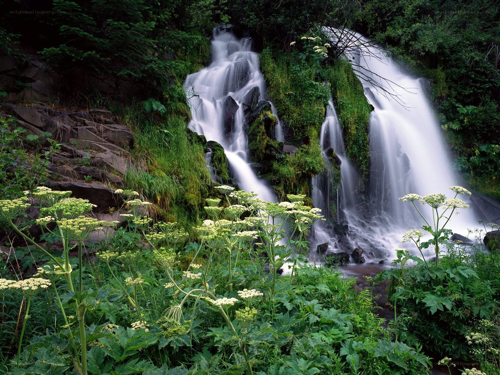 Waterfall in lush forest