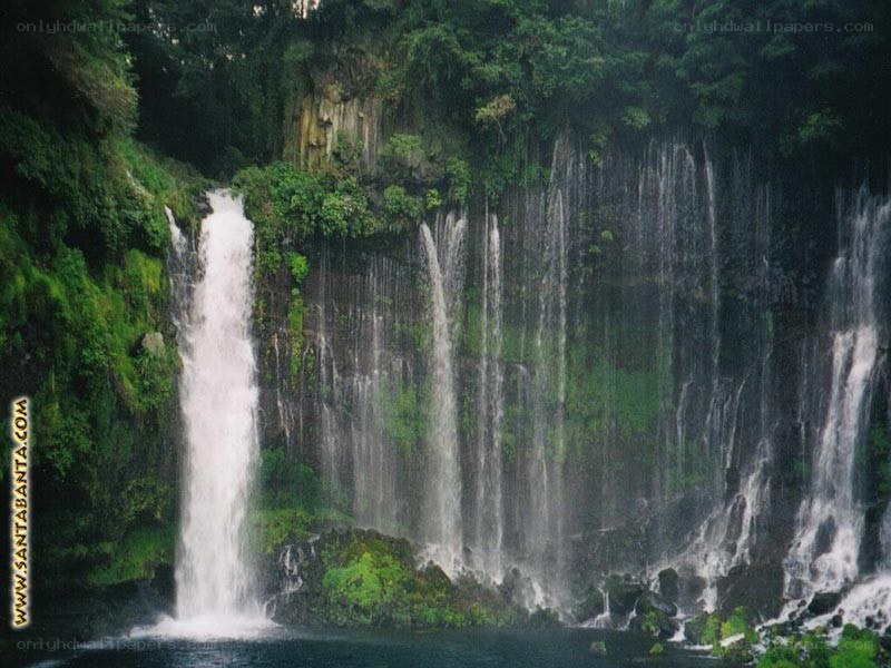 Waterfall in lush forest