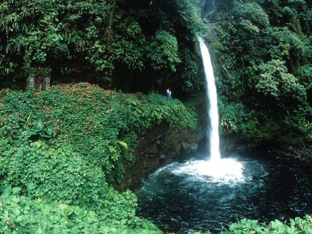 Waterfall in lush forest