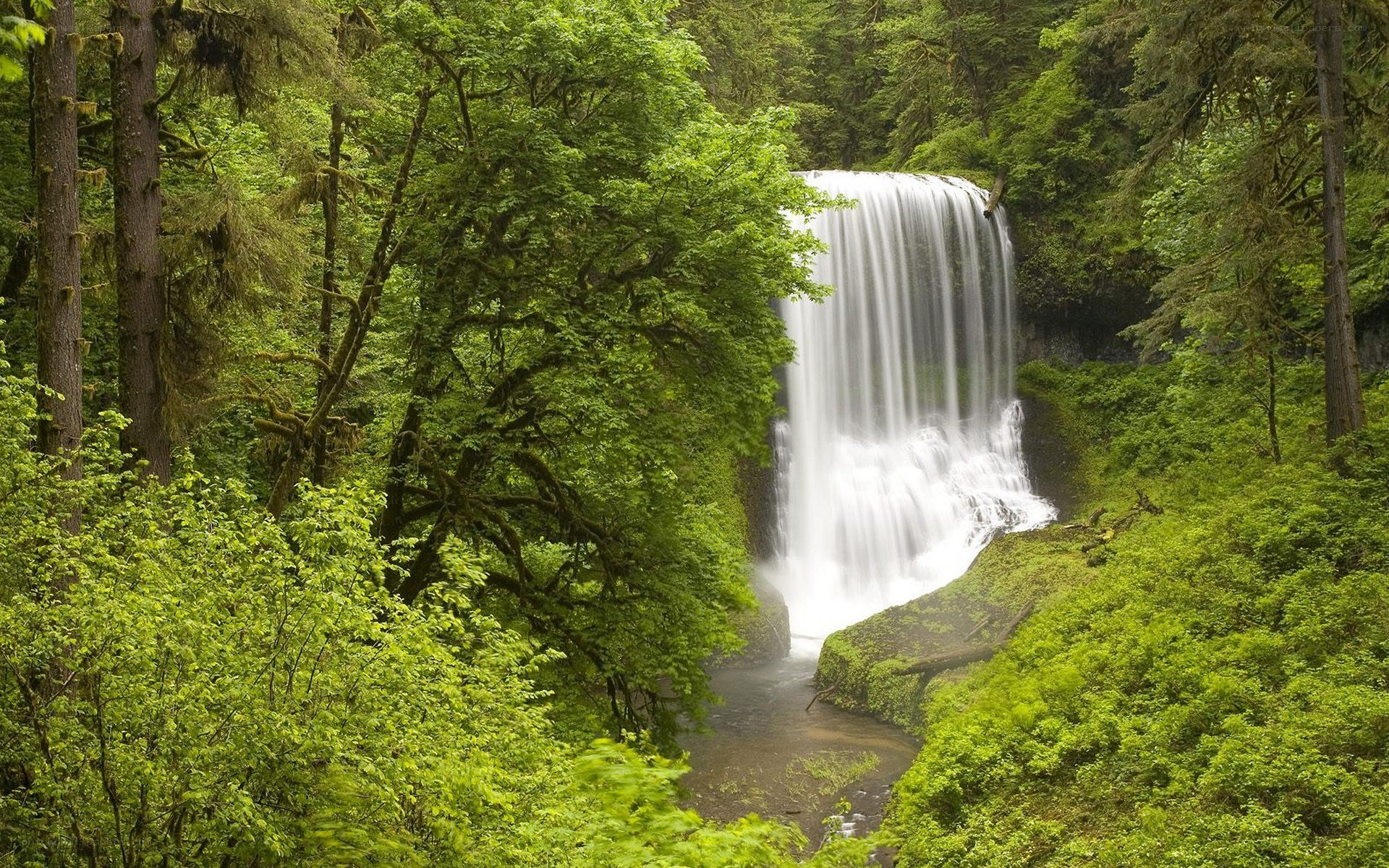 Waterfall in lush forest