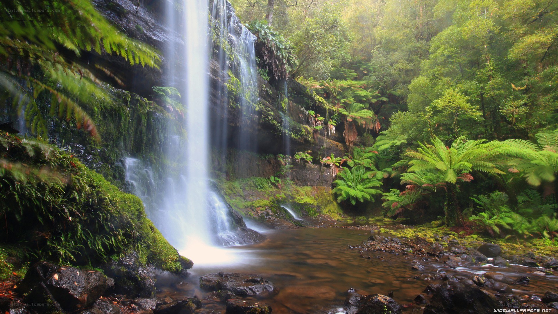 Waterfall in lush forest