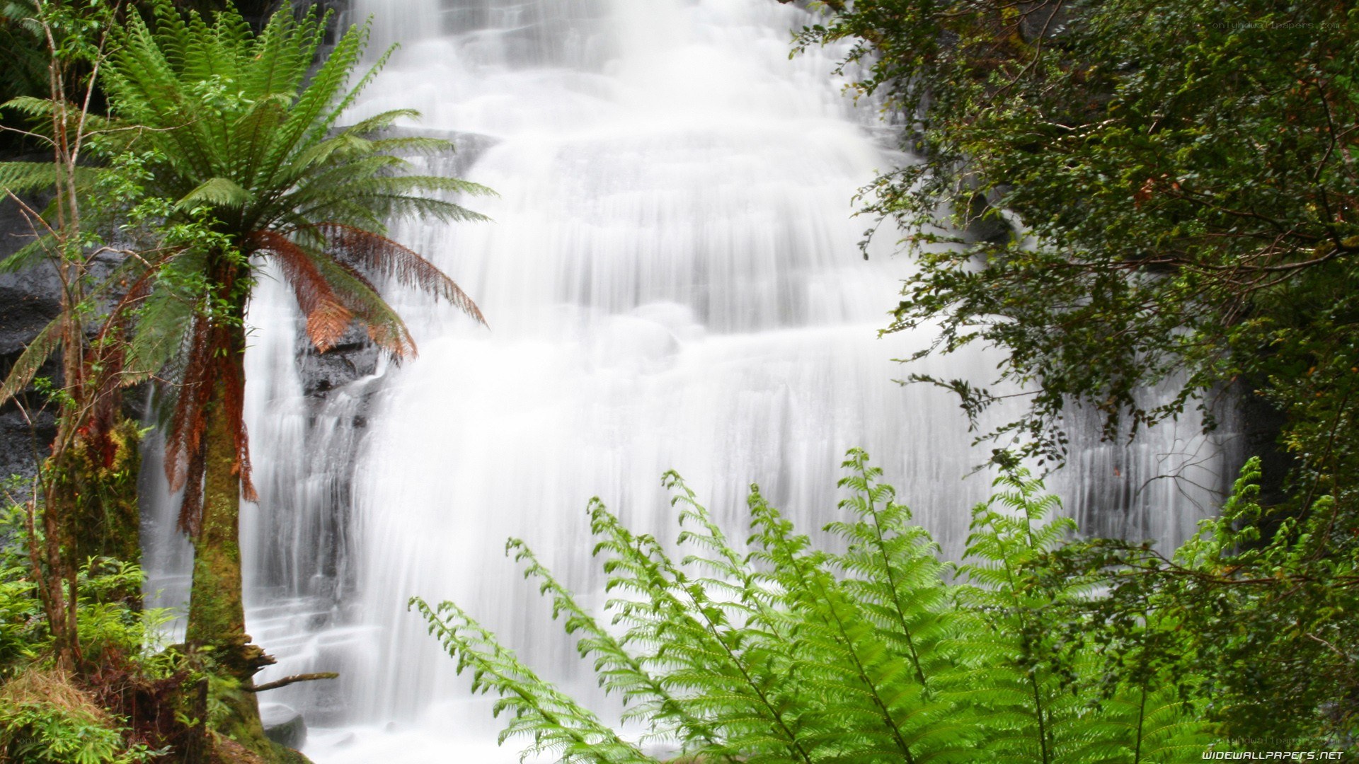Waterfall in lush forest