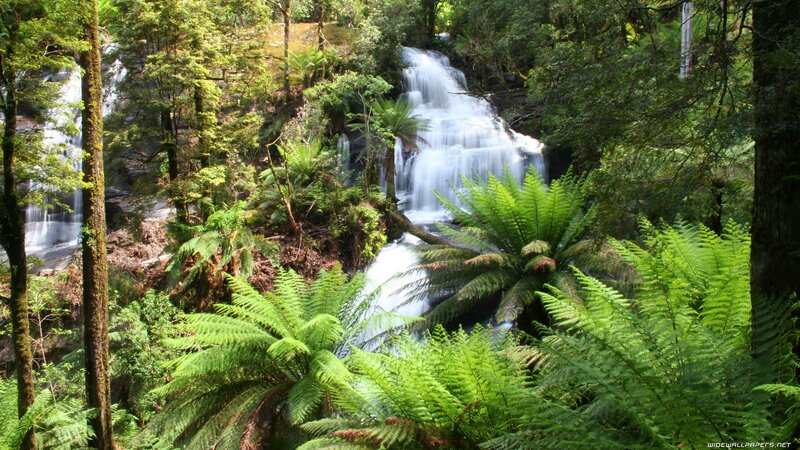 Waterfall in lush forest