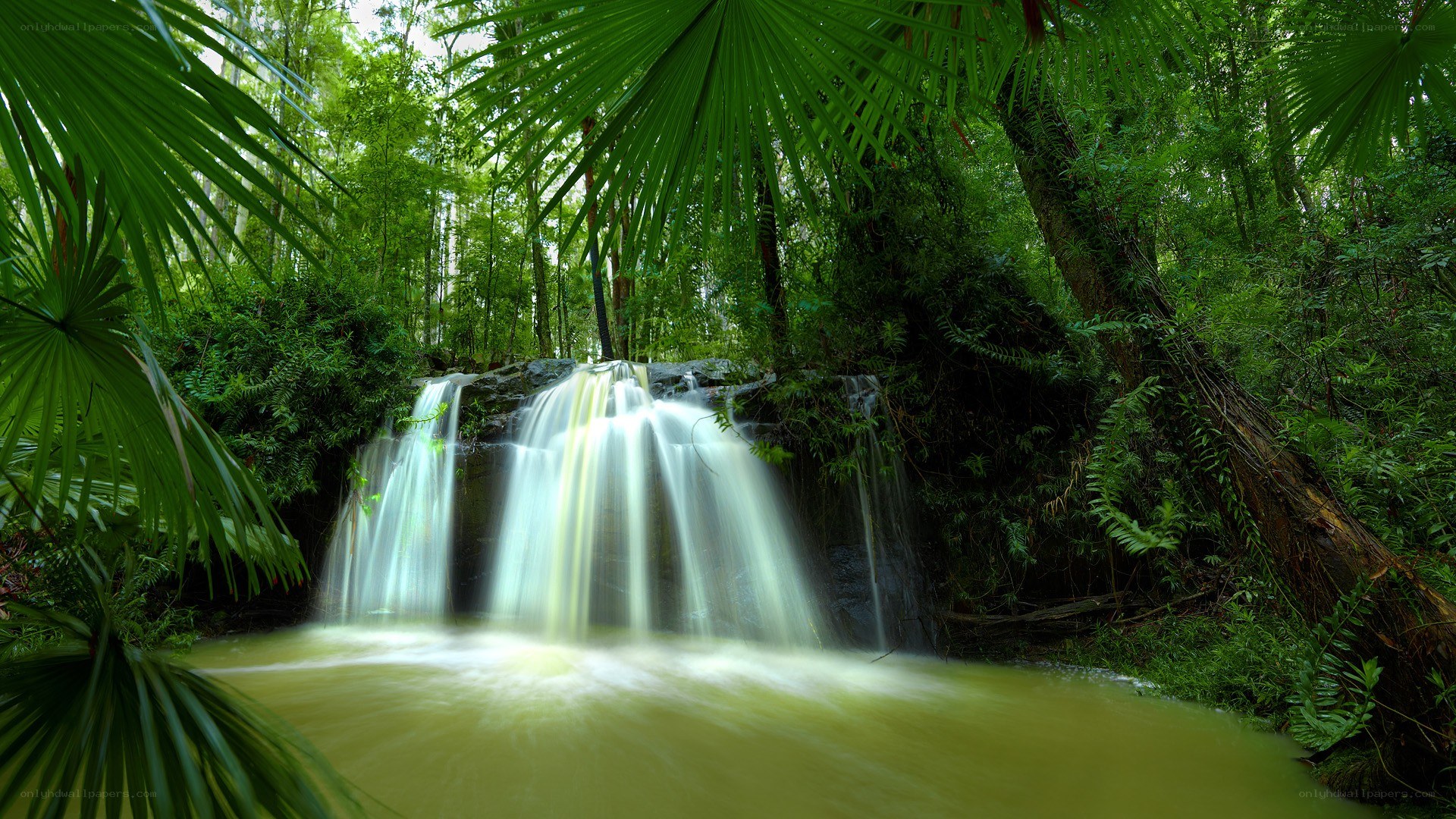 Waterfall in lush forest