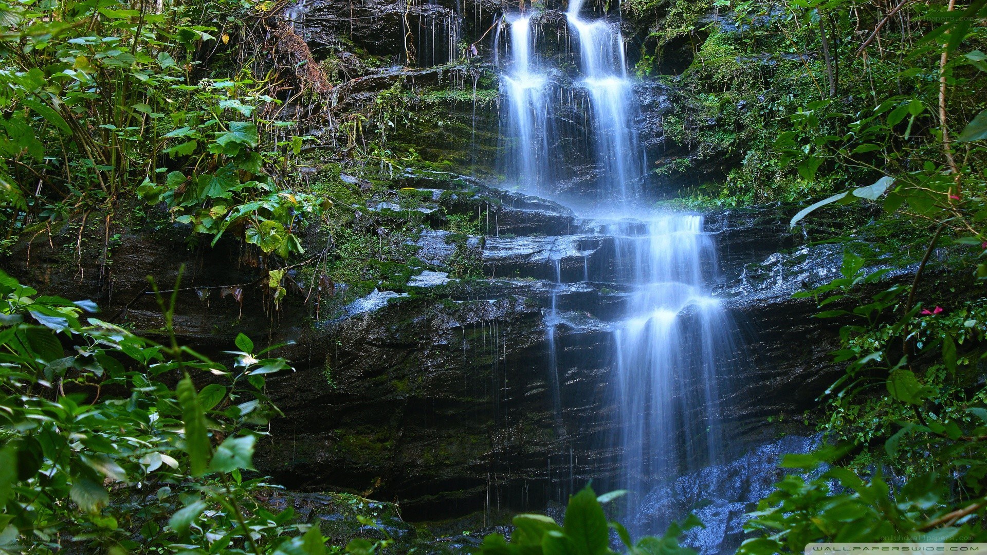 Waterfall in lush forest
