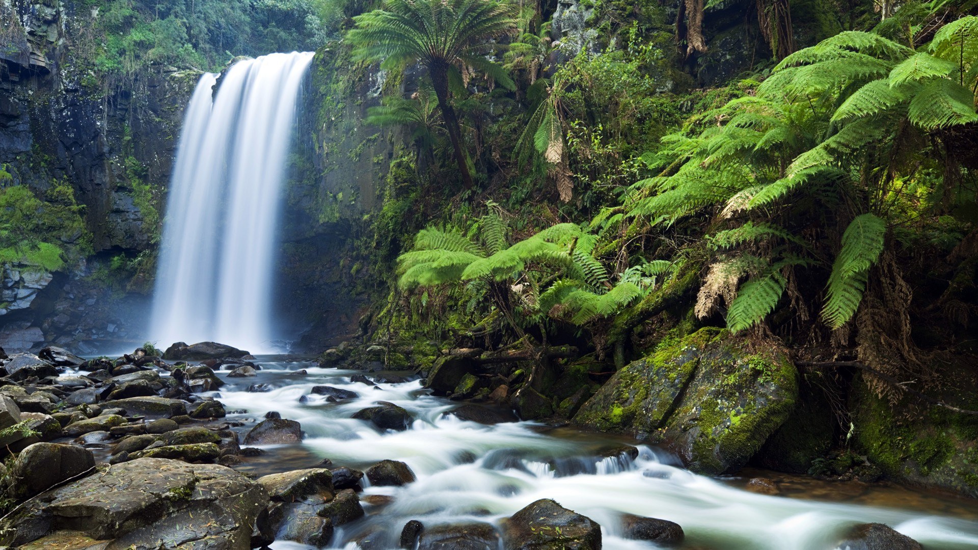 Waterfall in lush forest