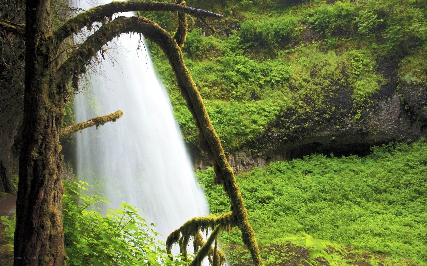 Waterfall in lush forest