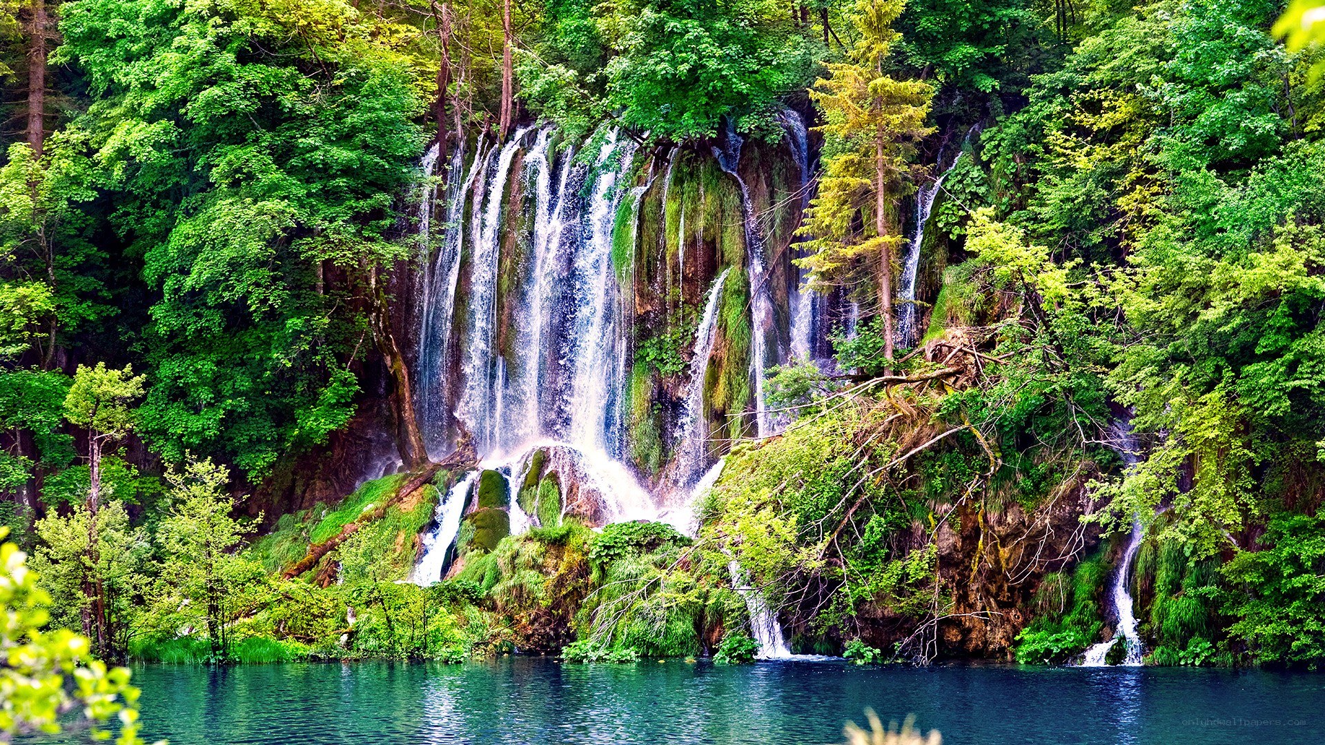Waterfall in lush forest