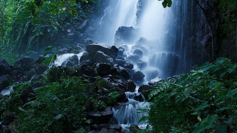 Waterfall in lush forest